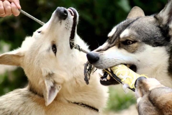 Les loups comprennent mieux les relations de cause à effet que les chiens